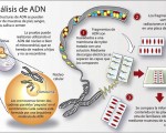 Infografía del ADN.